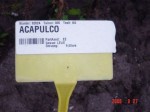 [acapulco hm1.JPG]